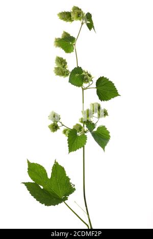 Hopdolden auf einem Ast (Humulus lupulus) auf weißem Hintergrund, Deutschland Stockfoto