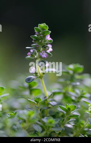 01  (Thymus), Sorte Doone Valley, blühend, Deutschland Stockfoto