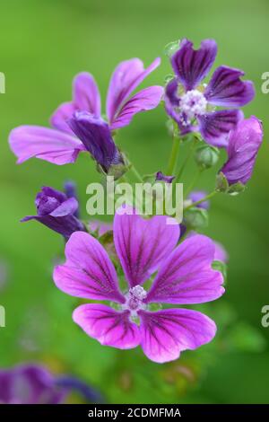 Blüte der Malve (Malva sylvestris), Deutschland Stockfoto