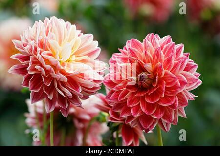 Schmuck Dahlia Sorte Bettina Tietjen (Dahlia Sorte Bettina Tietjen), Blume, Deutschland Stockfoto