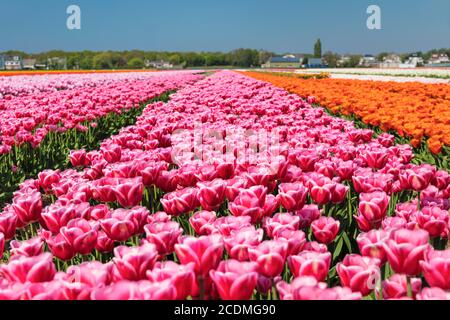 Tulip Fields in der Nähe von Lisse, Südholland, Niederlande Stockfoto