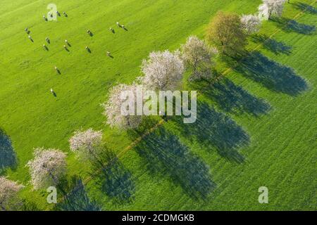 Blühende Kirschbäume und Kühe auf einer Wiese, bei Bad Feilnbach, Drohnenaufnahme, Oberbayern, Bayern, Deutschland Stockfoto