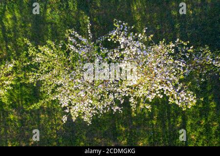 Blühend (Malus domestica) von oben, Drohnenbild, bei Herrsching, Fuenfseenland, Oberbayern, Bayern, Deutschland Stockfoto