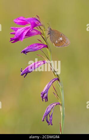 Chestnut Heath (Coenonympha glycerion) nach Sumpfgladiole, Bayern, Deutschland Stockfoto