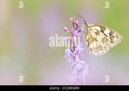 Marmorweiß (Melanargia galathea) sitzt auf Orchidee (orchis), Bayern, Deutschland Stockfoto