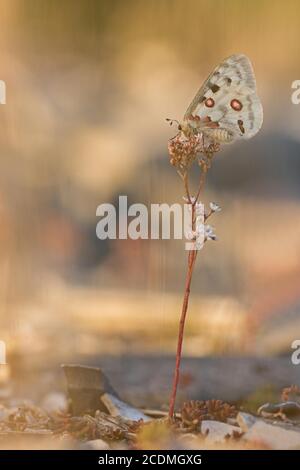 Apollo (Parnassius apollo) sitzt auf weißem Steinbrock (Sedum Album), Bayern, Deutschland Stockfoto