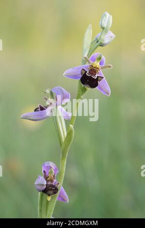 Hummelragwort (Ophrys holoserica) in warmem Licht, Bayern, Deutschland Stockfoto