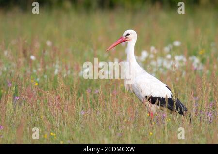 Weißstorch (Ciconia ciconia) steht auf einer feuchten Wiese, Bayern, Deutschland Stockfoto