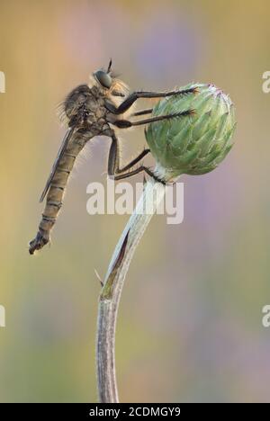 Raubfliege (Asilidae) auf einer Knospe im warmen Licht sitzend, Bayern, Deutschland Stockfoto