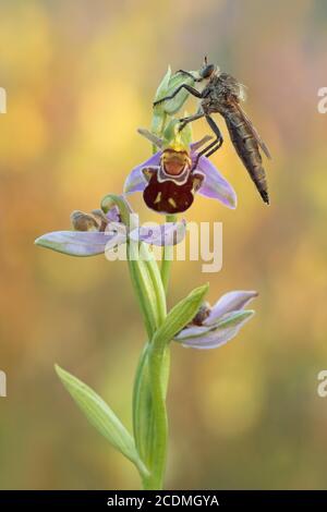 Raubfliege (Asilidae) sitzt auf Bienenorchidee (Ophrys apifera) in warmem Licht, Bayern, Deutschland Stockfoto