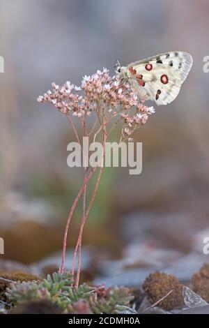 Apollo (Parnassius apollo) sitzt auf weißem Steinbrock (Sedum Album), Bayern, Deutschland Stockfoto