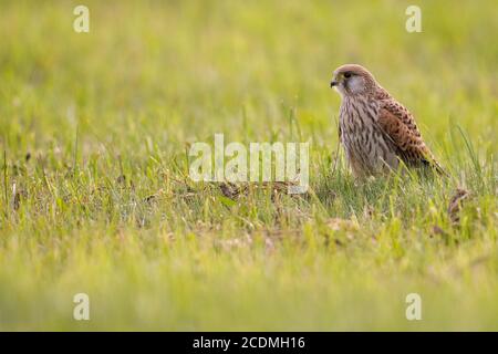 Gewöhnlicher Turmfalken (Falco tinnunculus) auf einer Wiese sitzend, Bayern, Deutschland Stockfoto