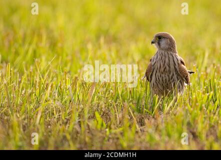 Gewöhnlicher Turmfalken (Falco tinnunculus) auf einer Wiese sitzend, Bayern, Deutschland Stockfoto