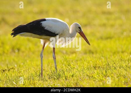 Weißstorch (Ciconia ciconia) steht auf einer Wiese, Bayern, Deutschland Stockfoto