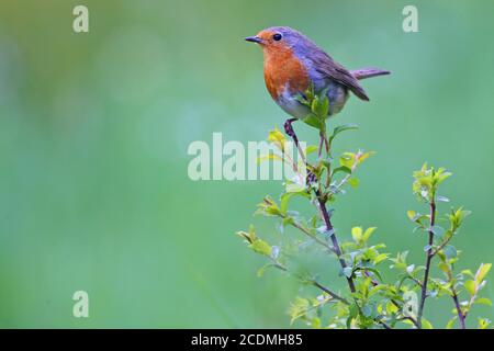 Europäischer Rotkehlchen (Erithacus rubecula) sitzt auf einem Ast, Deutschland Stockfoto