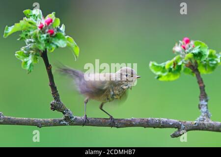 Hufkräusel (Phylloscopus collybita) auf blühenden Apfelzweig sitzend, Deutschland Stockfoto