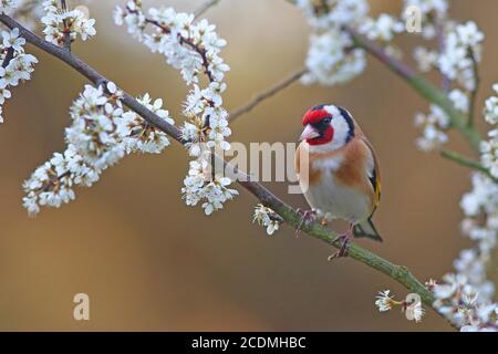 Europäischer Goldfink (Carduelis carduelis) am blühenden Schlehdornzweig, Solms, Hessen, Deutschland Stockfoto