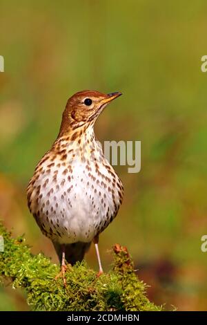 Singdrossel (Turdus philomelos) sitzt auf einem moosigen Zweig, Deutschland Stockfoto