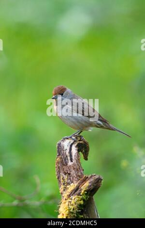 Blackcap (Sylvia atricapilla) Frau sitzt auf einem Ast, Solms, Hessen, Deutschland Stockfoto