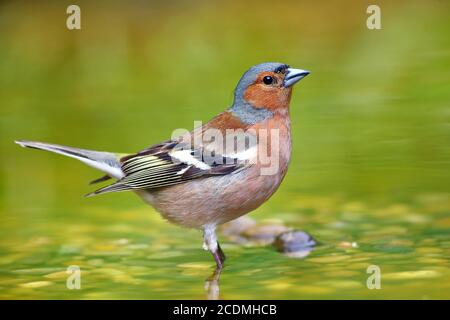 Buchfink (Fringilla coelebs), Männchen im Flachwasser, Deutschland Stockfoto