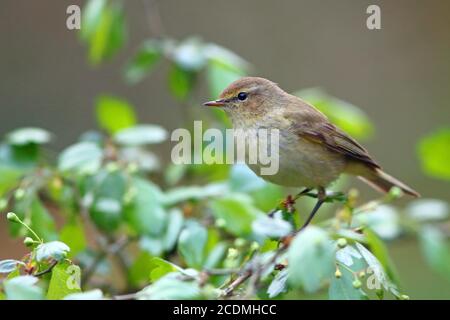 Hiffchaff oder (Phylloscopus collybita), Solms, Hessen, Deutschland Stockfoto