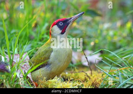 Europäischer Grünspecht, Männchen (Picus viridis) auf einer Wiese, Deutschland Stockfoto