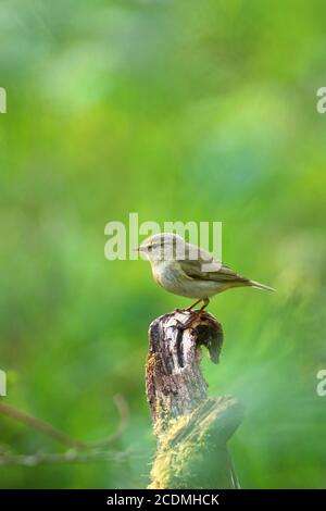 Auf einer Wurzel, Deutschland, befindet sich die gewöhnliche Chiffchaff (Phylloscopus collybita) Stockfoto