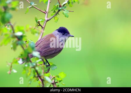 Blackcap (Sylvia atricapilla) Männchen auf einem Weißdornzweig, Solms, Hessen, Deutschland Stockfoto