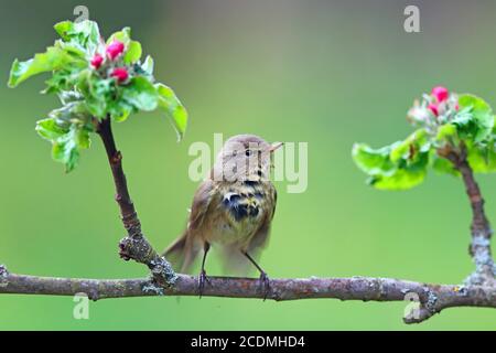 Hufkräusel (Phylloscopus collybita) auf blühenden Apfelzweig sitzend, Deutschland Stockfoto