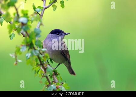 Blackcap (Sylvia atricapilla) Männchen auf einem Weißdornzweig, Solms, Hessen, Deutschland Stockfoto