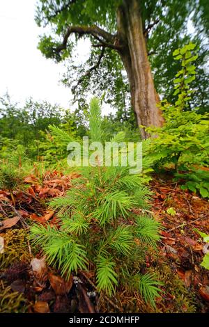 Jungfichte (Picea) steht unter einer alten Buche (Fagus sylvatica), Solms Hessen, Deutschland Stockfoto