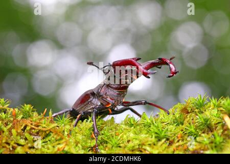 Hirschkäfer (Lucanus cervius) auf einem Mooskissen, Solms, Hessen, Deutschland Stockfoto