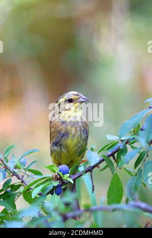 Yellowhammer (Emberiza citrinella) sitzt auf einem Ast, Deutschland Stockfoto