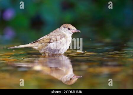 Blackcap (Sylvia atricapilla ), Weibchen im Flachwasser reflektiert, Deutschland Stockfoto