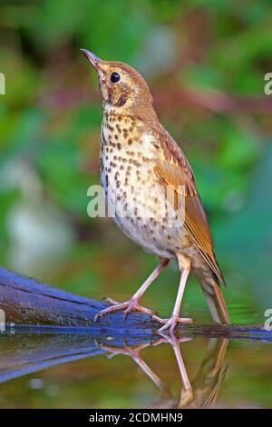 Singdrossel (Turdus philomelos) sitzt auf einem Zweig in Flachwasser, Deutschland Stockfoto