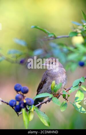 Blackcap (Sylvia atricapilla) sitzt auf einem Schlehenzweig, Deutschland Stockfoto