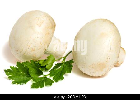 Pilze und Petersilie isoliert auf weißem Hintergrund Stockfoto