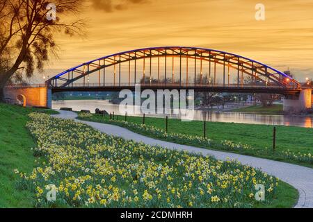Osterglocken und beleuchtete Weserbrücke, Abendstimmung, Rinteln, Deutschland Stockfoto