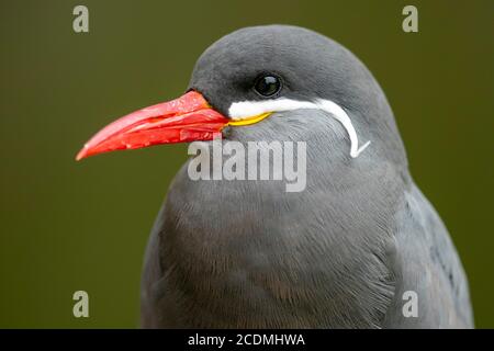 Inca tern (Larosterna Inca), Tier Portrait, Deutschland Stockfoto