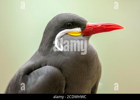 Inca tern (Larosterna Inca), Tier Portrait, Deutschland Stockfoto