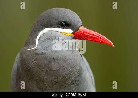 Inca tern (Larosterna Inca), Tier Portrait, Deutschland Stockfoto