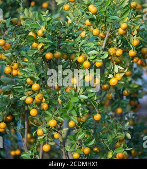 Kumquat Baum - Symbol des Tet (Vietnamesisches Neujahr) Stockfoto