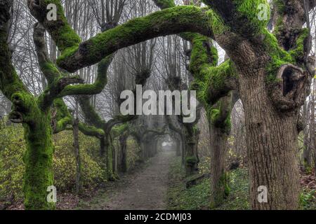 Alley von knorrigen und moosigen Bäumen, Warthausen, Baden-Württemberg, Deutschland Stockfoto