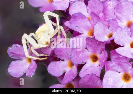 Goldrutenkrabbenspinne (Misumena vatia) wartet auf (Buddleja davidii), Hessen, Deutschland, Europa Stockfoto