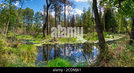 Swampland, Wurzacher Ried, Bad Wurzach, Oberschwaben, Baden-Württemberg, Deutschland Stockfoto