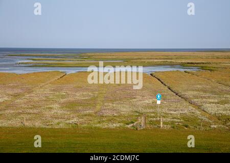 Salzmarschen im Nationalpark Wattenmeer, UNESCO-Weltnaturerbe, Borkum, Ostfriesische Insel, Ostfriesland, Niedersachsen, Deutschland Stockfoto