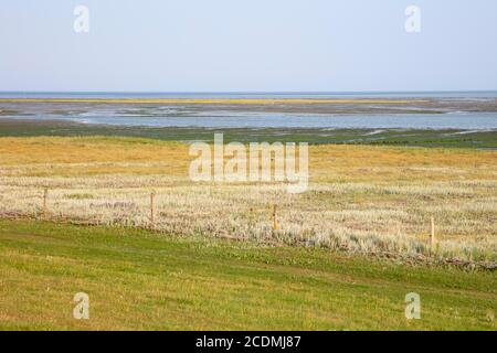 Salzmarschen im Nationalpark Wattenmeer, UNESCO-Weltnaturerbe, Borkum, Ostfriesische Insel, Ostfriesland, Niedersachsen, Deutschland Stockfoto