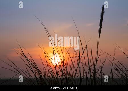 Sonnenuntergang mit Dünengras, Borkum, Ostfriesische Insel, Ostfriesland, Niedersachsen, Deutschland Stockfoto