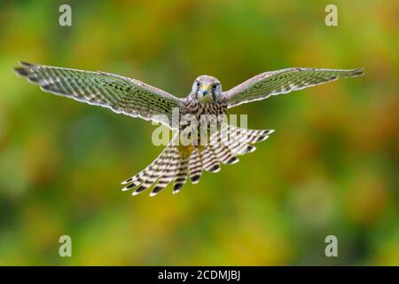 Fliegende (Falco tinnunculus) Jagd in einem Schüttelflug, Oldenburger Münsterland, Vechta, Niedersachsen, Deutschland Stockfoto