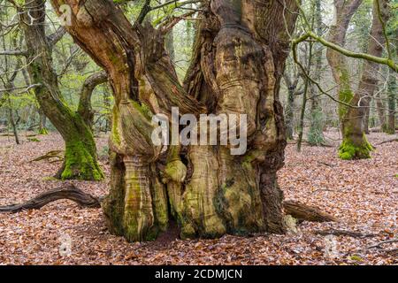 Alte Buche (Fagus sylvatica) im Dschungel Baumweg, Baum, hutenwald, Baumriese, Emstek, Niedersachsen, Deutschland Stockfoto